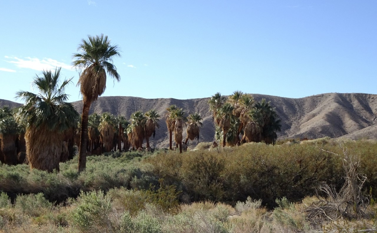 Palm-Fitter Awl Stabilized Arizona hot Mesquite