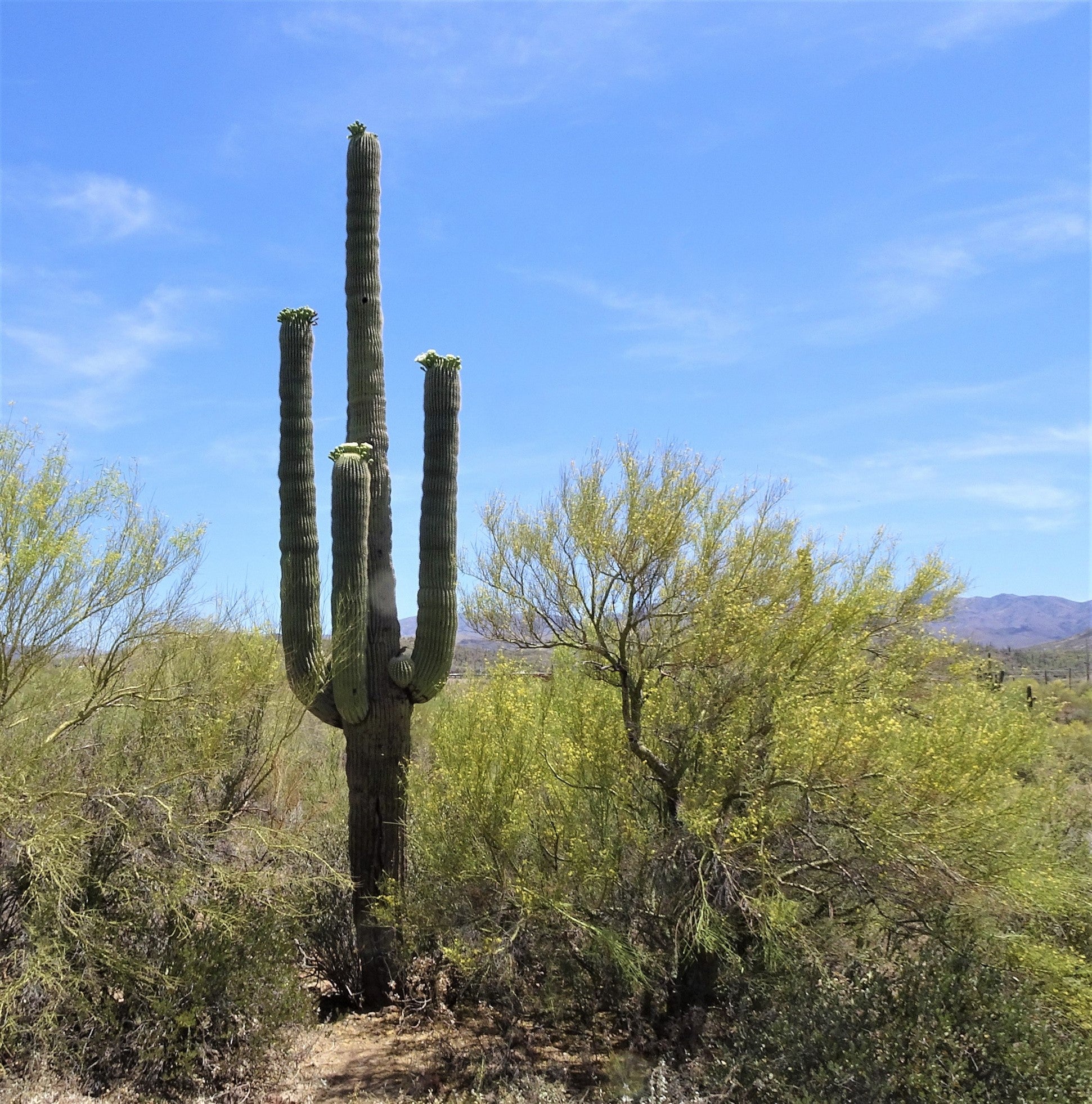 One saguaro in a field of small desert shrubs