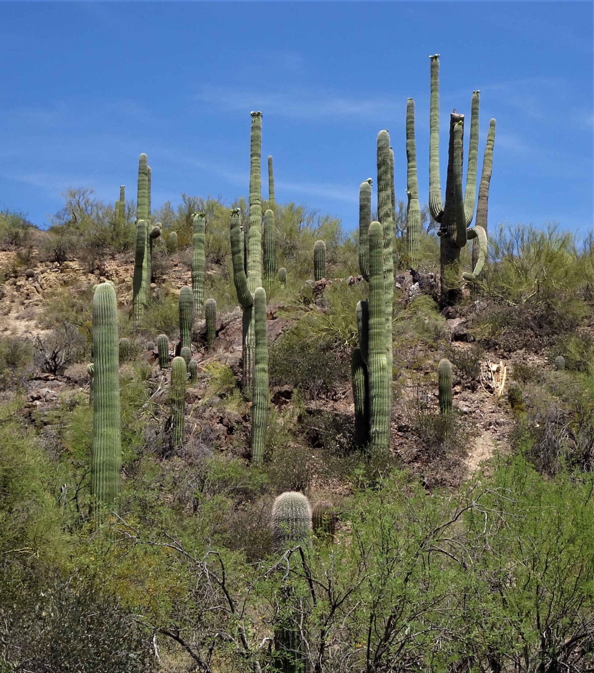 Several saguaro cacti together in a desert field 