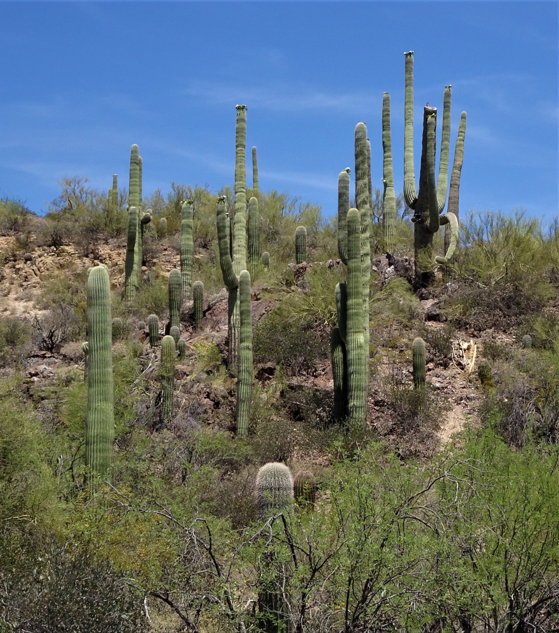 The Sonoran Desert PALM DESERT CENTER