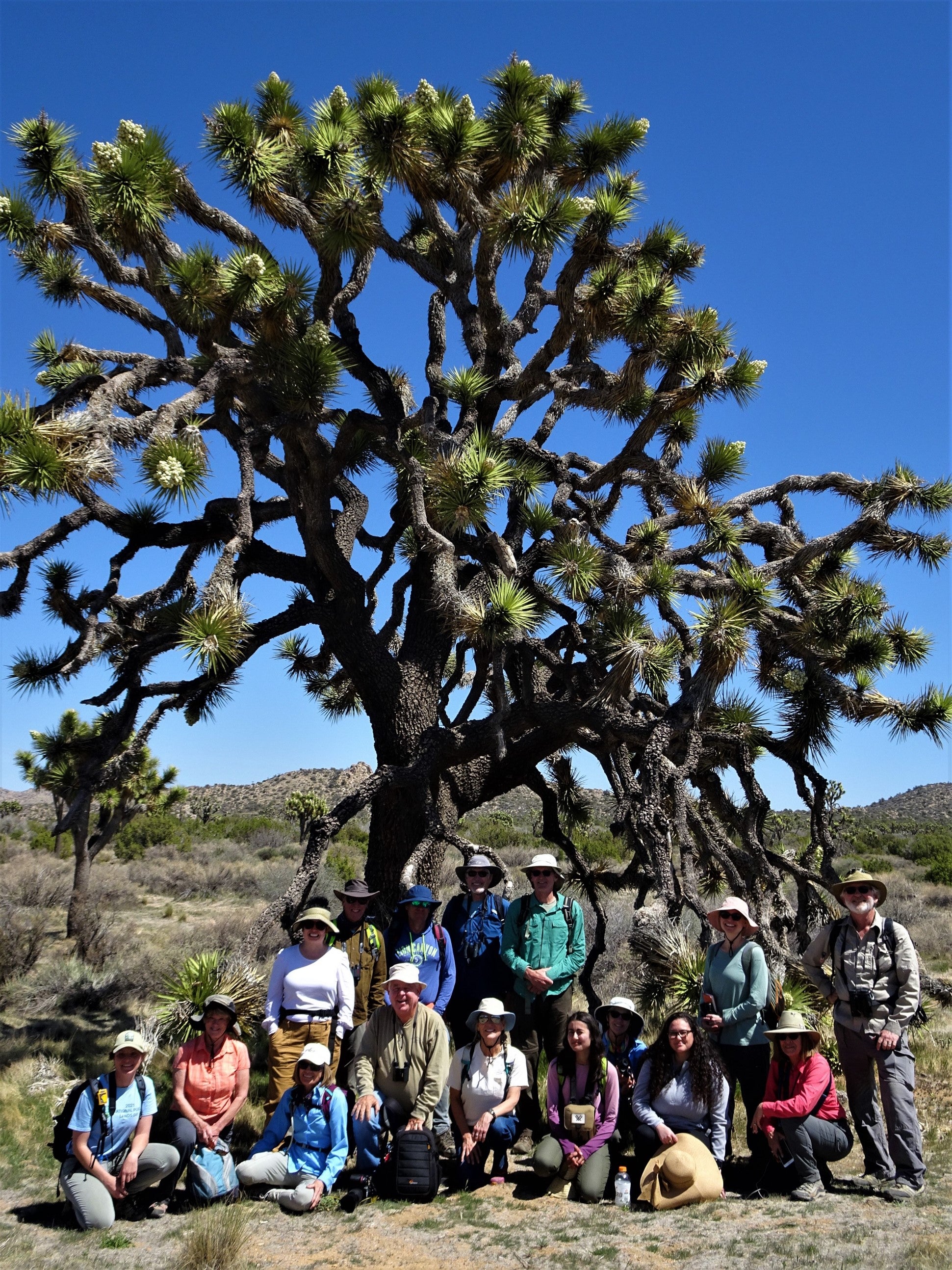 A group of community scientists posed in front of a Joshua tree
