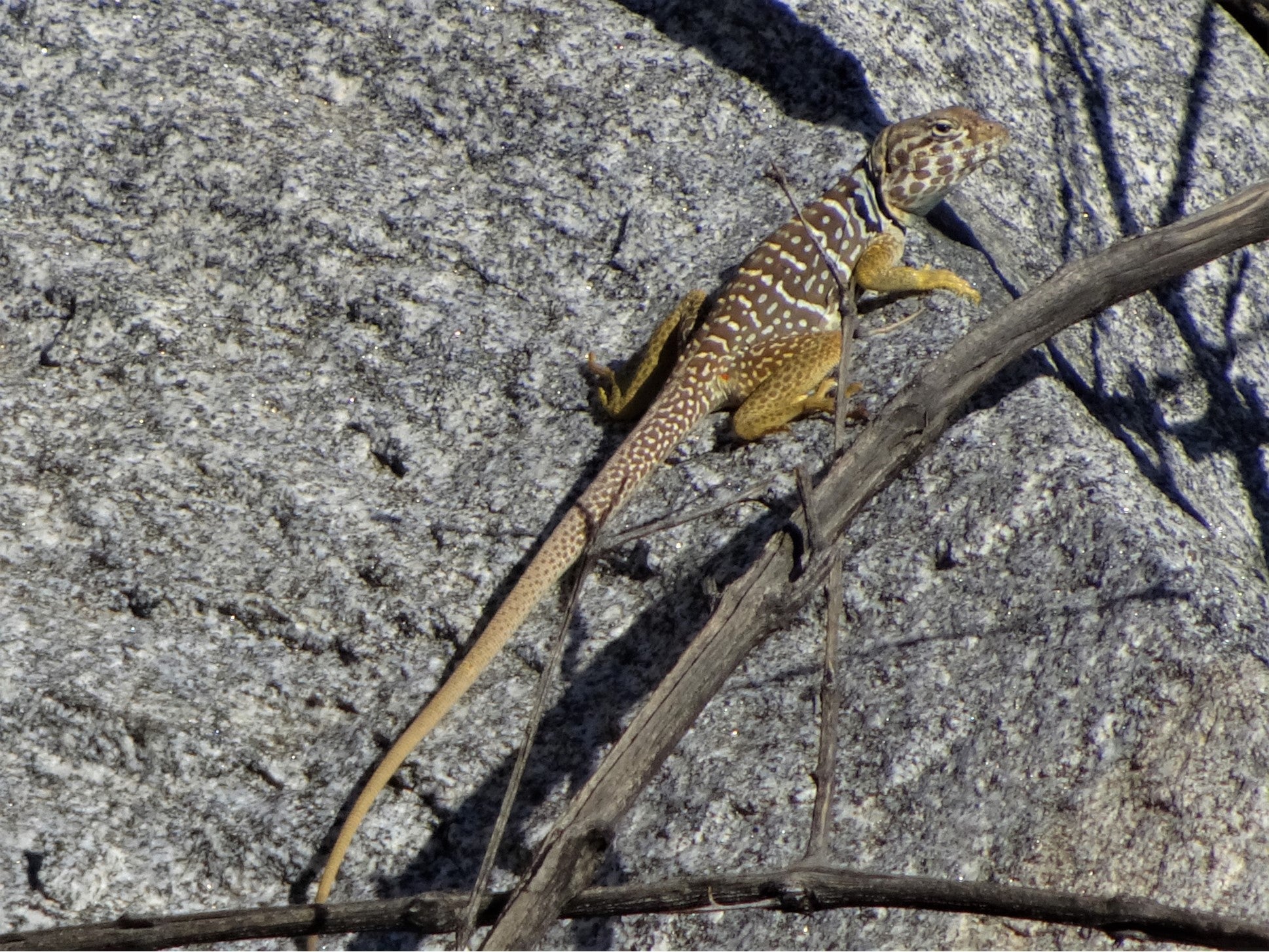 Unidentified lizard. It is kind of a mustard color with black and white stripes