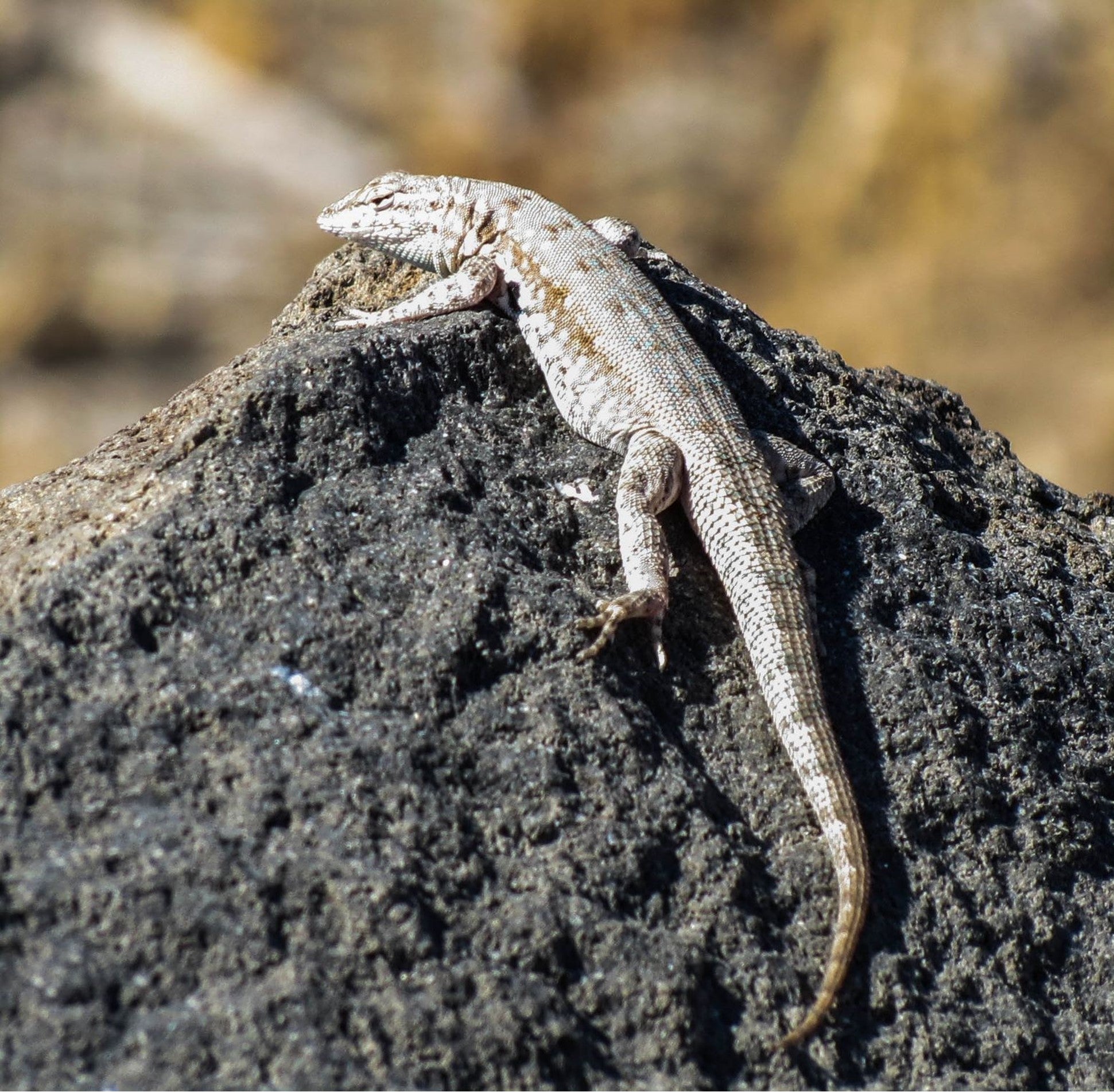 A lizard climbing a black/brown rock