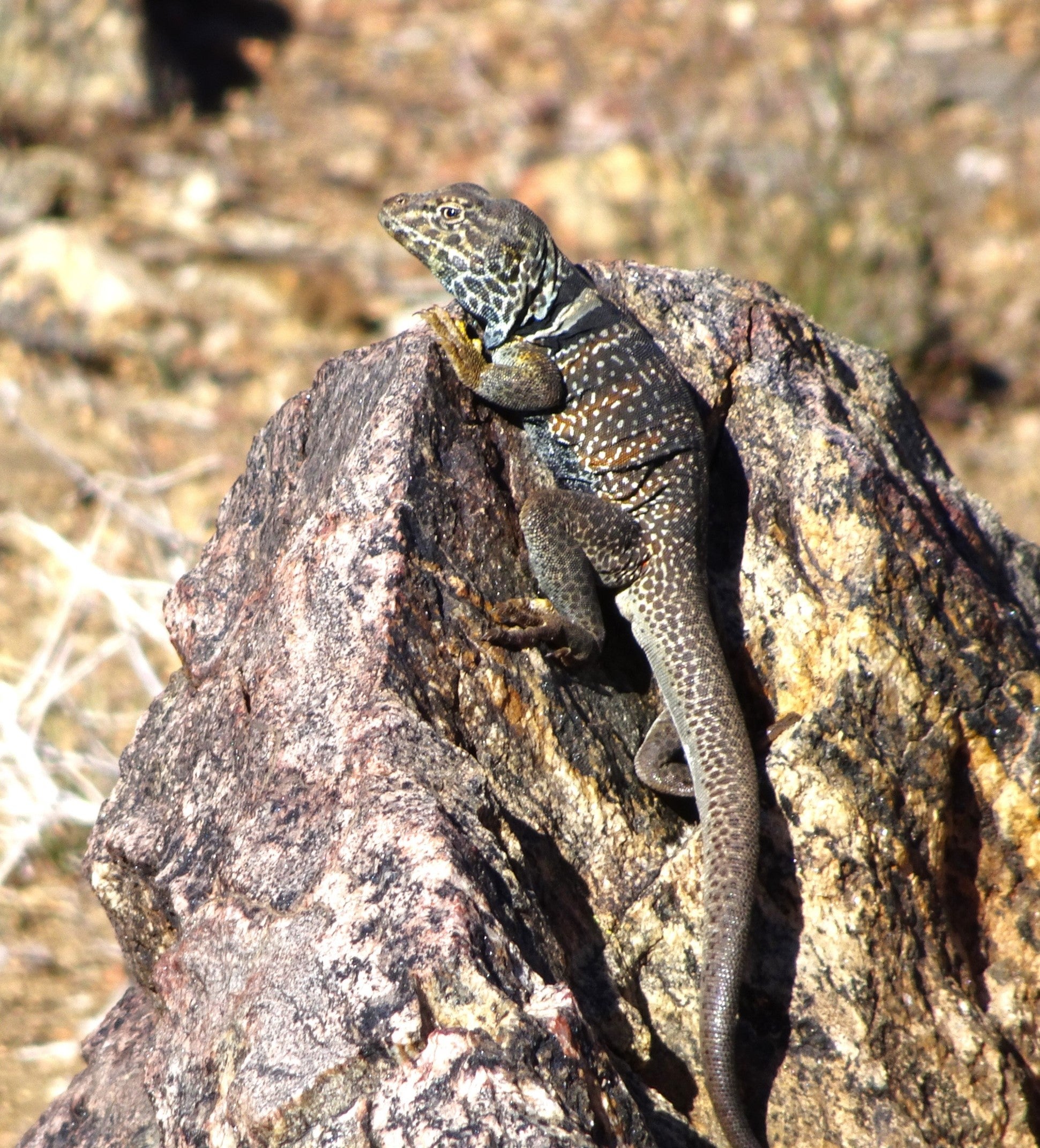 Desert spiny lizard