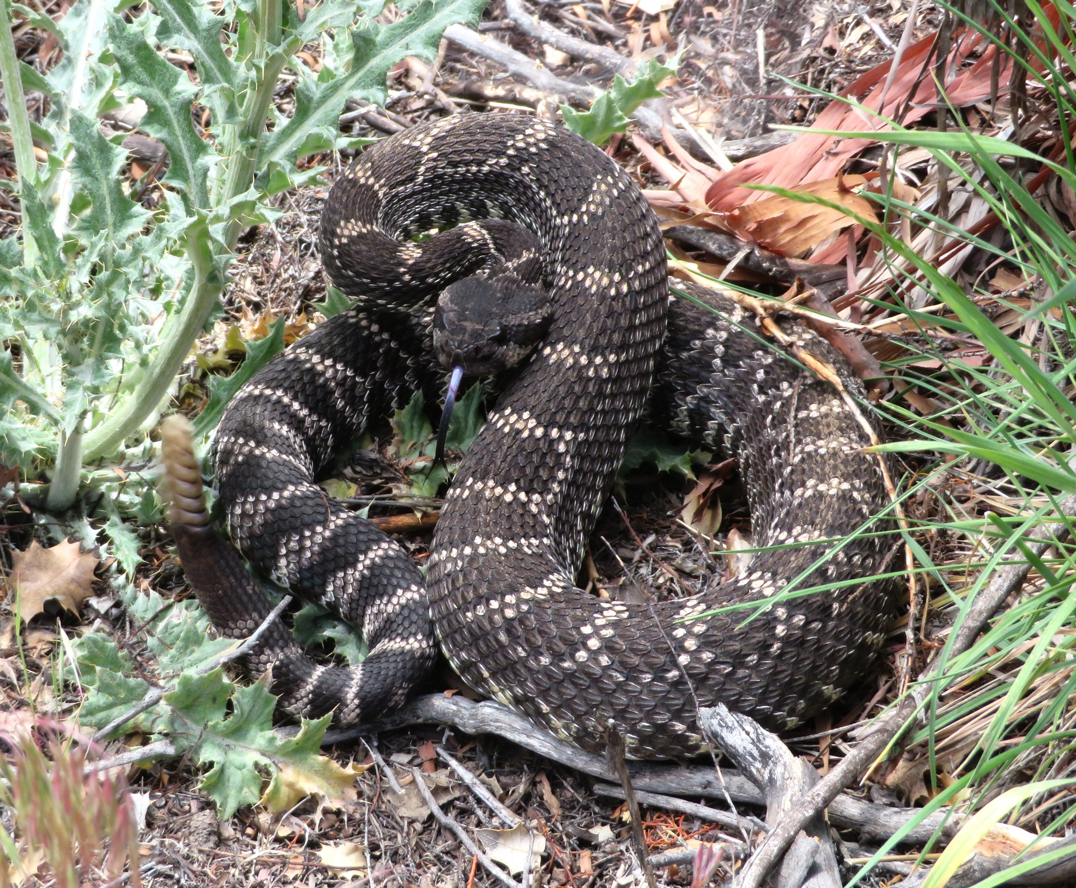 Blackish/brownish snake that looks very scary