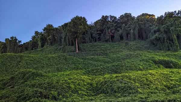 A green field of kudzu against a blue sky