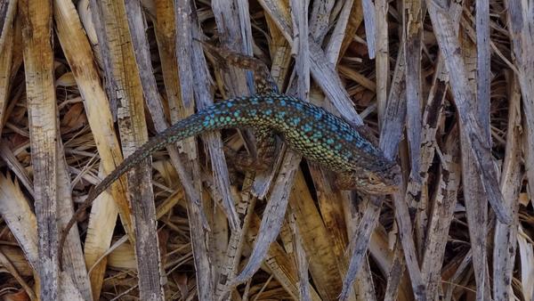 A lizard on what looks like dry palm fronds or some kind of thick grass, and its back is muted blue with some brown and black patterns