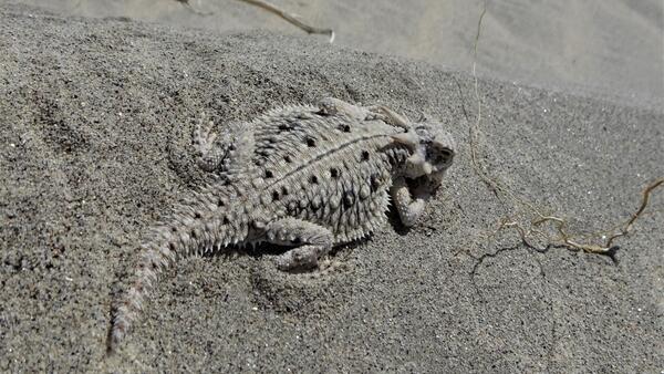 Flat-tailed horned lizard in the sand