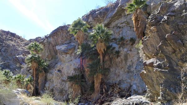 palm oasis with mountains in the background 