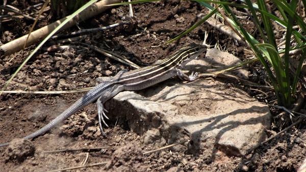 Another lizard I can't identify, but this one is stripey and standing on a flat rock 