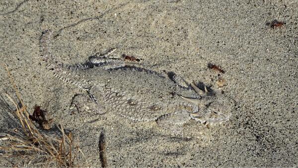 Flat-tailed horned lizard imprint in the wet sand