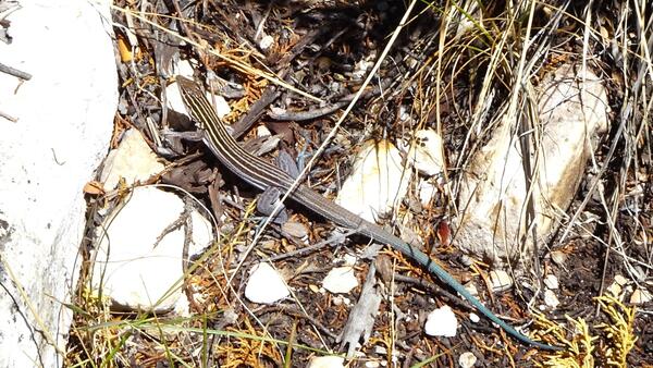 Plateau Striped Whiptail on the ground