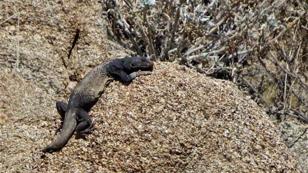 A long chuckwalla on a rock