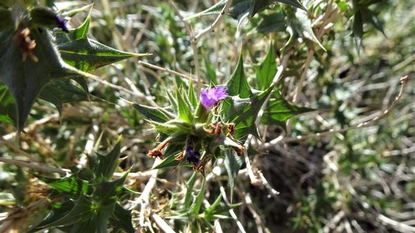 A thorny looking plant with a tiny purple flower