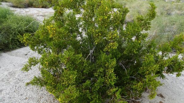 A large, green creosote bush in the wild 