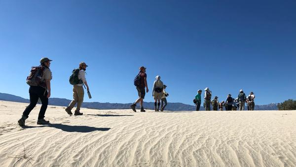 Community scientists trekking up a sand dune 