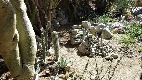 Backyard shot of plants, rocks and cacti 