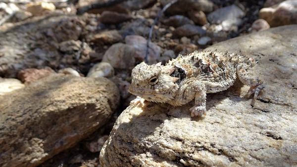 A horned lizard that is a beige-brown color, posed on a rock that is the same color