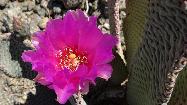 A fuchsia flower on a cactus 