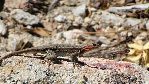 A profile shot of a lizard that looks green with an orange cheek 
