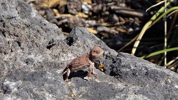Greater short-horned lizard standing on grayish rock 