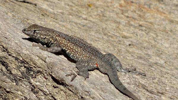 Lizard on a rock