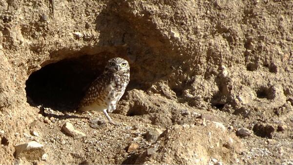 Desert owl next to a burrow 