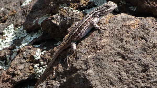 Lizard I can't identify on a rock with lichen 