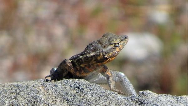 Lizard looking toward one side