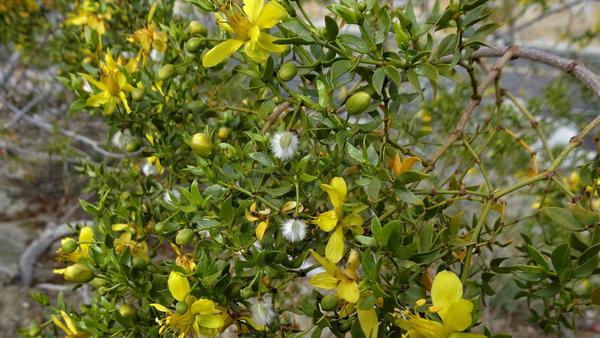 Green creosote bush with small yellow blossoms