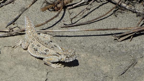 Fringe-toed lizard on the sand. It's approximately the same color as the sand too