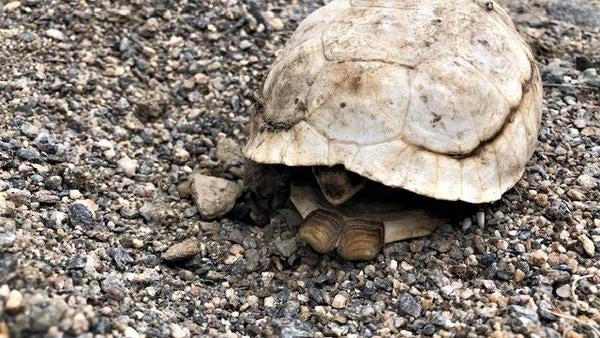 Desert tortoise on a rocky path