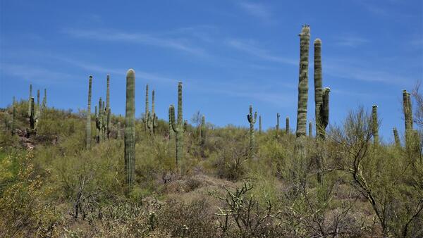 A big field of saguaro