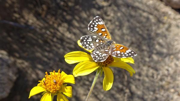 An orangey butterfly with white and black spots on a yellow flower