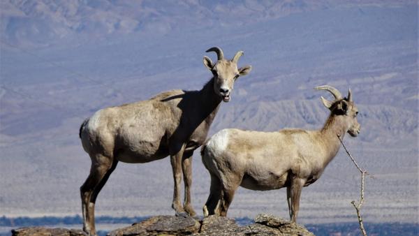 Bighorn sheep atop a mountain 