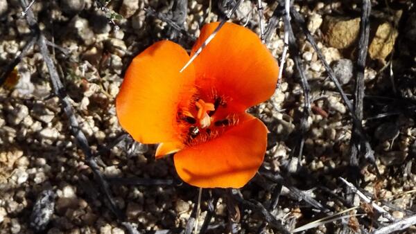 Mariposa lily