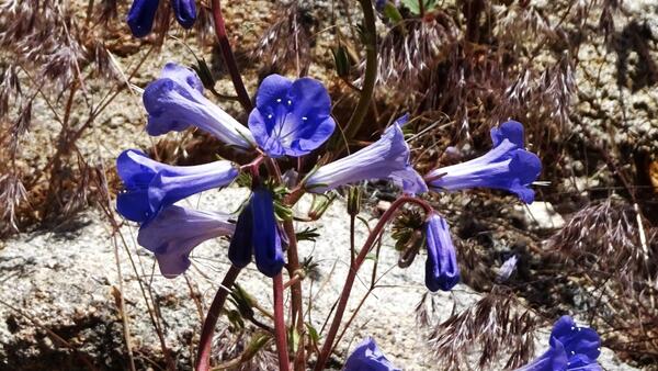 Desert bluebells