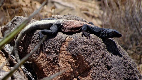Brown and black lizard that blends in with the rock where it is resting 