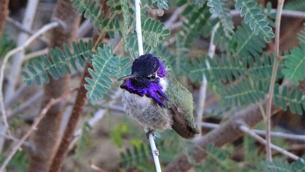 A purple-headed hummingbird