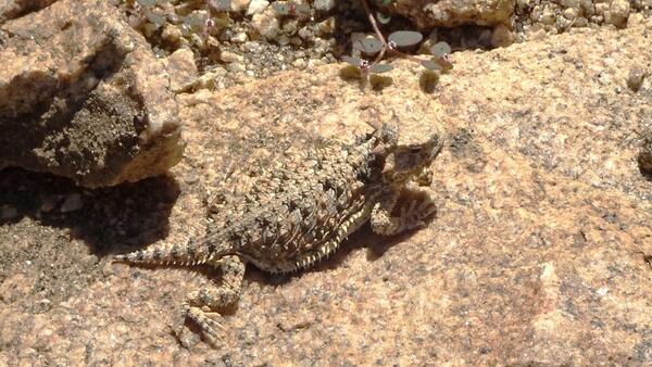 Blaineville's horned lizard on the rocky ground