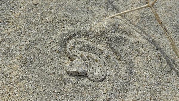 Truly a frightening snake almost buried in the sand in the desert