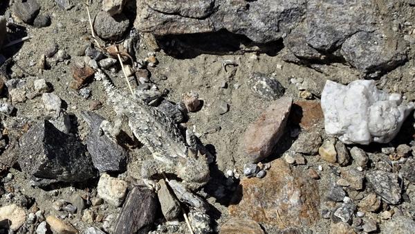 Smaller horned lizard