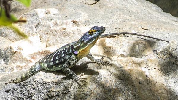 A colorful lizard with a yellow throat 