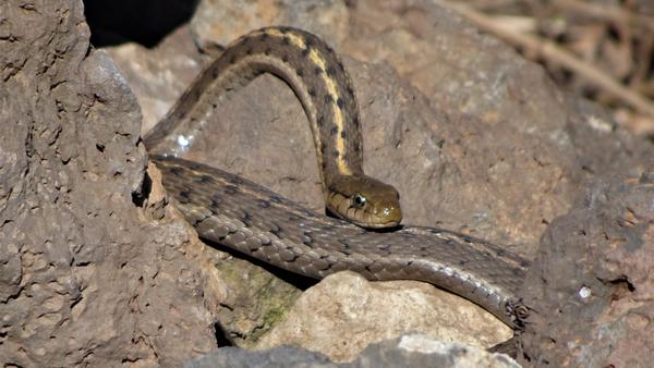 A sithering snake on a brown rock in the desert 