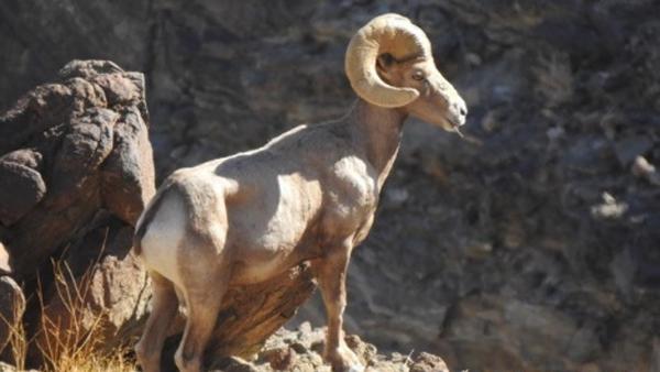 A stately bighorn sheep with giant horns 