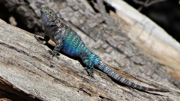 Colorful lizard in shades of blue and teal on a piece of wood