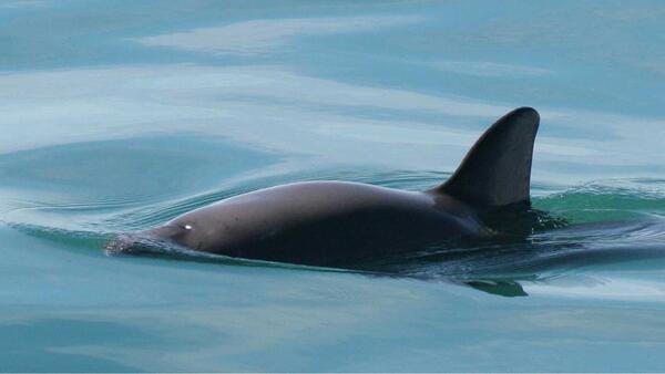 a Vaquita in the water, which looks like a smooth, short dolphin 