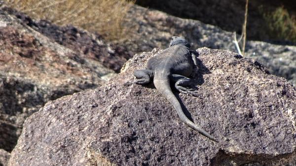 The tail view of a chuckwalla on a rock 