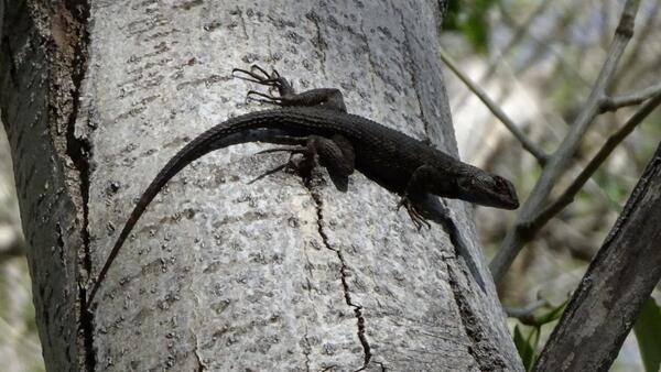 A lizard on a tree trunk