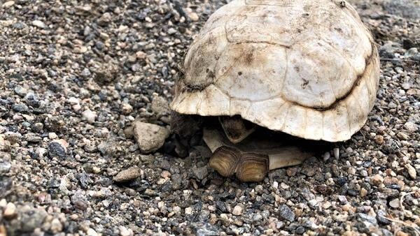 Desert tortoise on a gravelly path